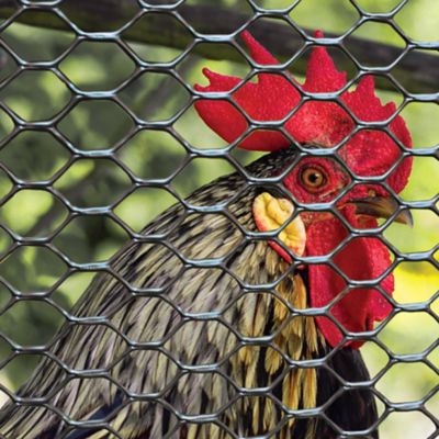 Image showing  3X25 Black Poultry Fence