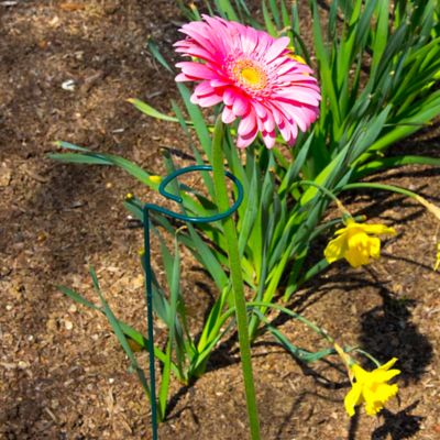 Image showing  24 in. Plant Prop