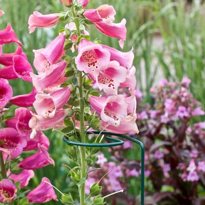 Image showing  36 Plant Prop