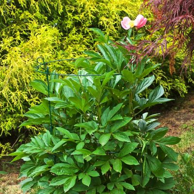 Image showing  18 Double Plant Support