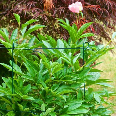 Image showing  18 Double Plant Support