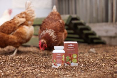 Image showing  IdaPlus ProBiotic 180g Supplement for Poultry