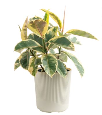 Image showing  10 in. Ficus Assortment