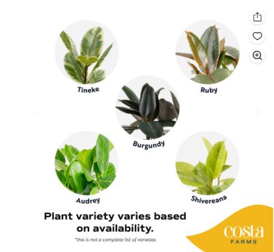 Image showing  10 in. Ficus Assortment