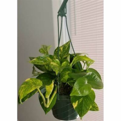 Image showing  6 in. Pothos HB