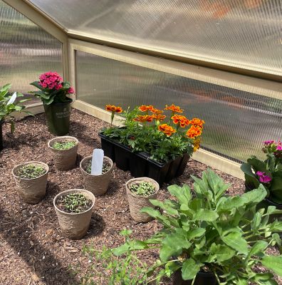 Image showing 6 th Garden Craft Wooden Frame Two-Door Greenhouse