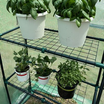 Image showing 7 th Garden Craft Walk-in Greenhouse with Shelves