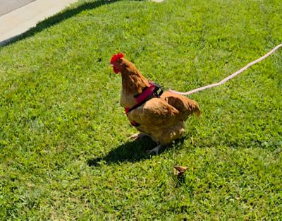 Image showing  Chicken Harness & Leash