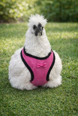 Image showing  Chicken Harness and Leash