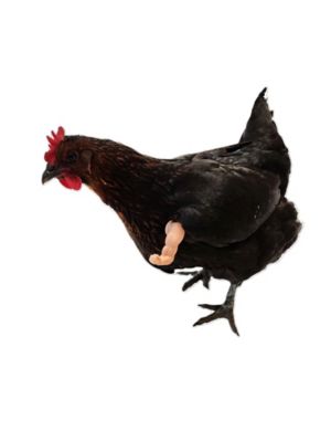 Image showing  Chicken Arms Thumbs Up