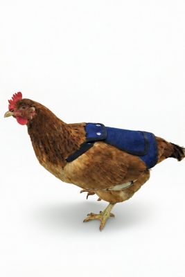 Image showing  Chicken Saddle Blue Only
