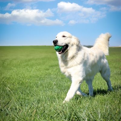 Image showing  FloTek Ball for Dogs, Medium