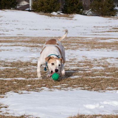 Image showing  FloTek Ball for Dogs, Large