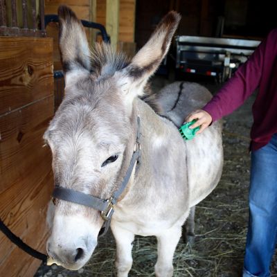 Image showing  GroomBug for Equine Large