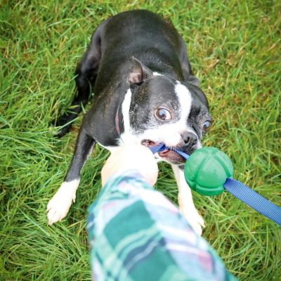 Image showing 7 th PetKORE FloTek Tug for Dogs, Large