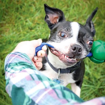 Image showing 8 th PetKORE FloTek Tug for Dogs, Large