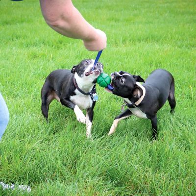 Image showing 9 th PetKORE FloTek Tug for Dogs, Large