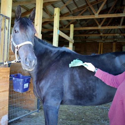 Image showing  GroomRaker for Equine Large