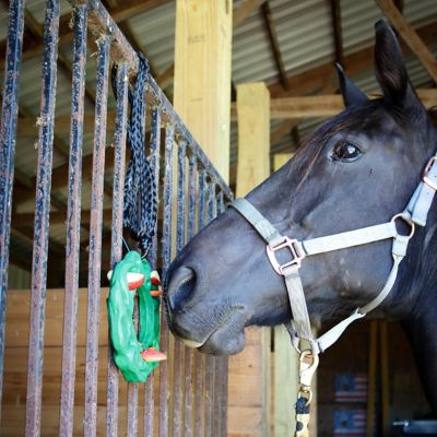 Image showing  Luna Ring with Hanging Kit for Equine Extra Large