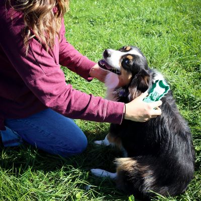 Image showing  GroomBug for Dogs, Large