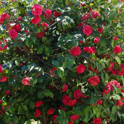 Image showing  3 gal. Camellia Professor Sergeant