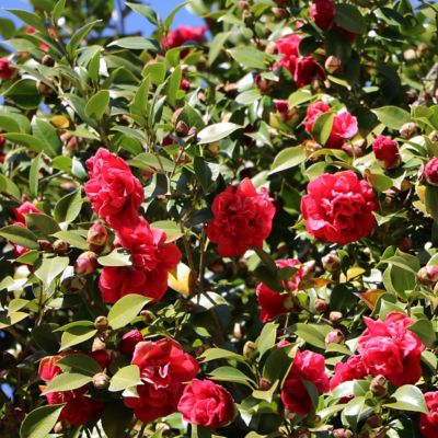 Image showing  3 gal. Camellia Professor Sergeant