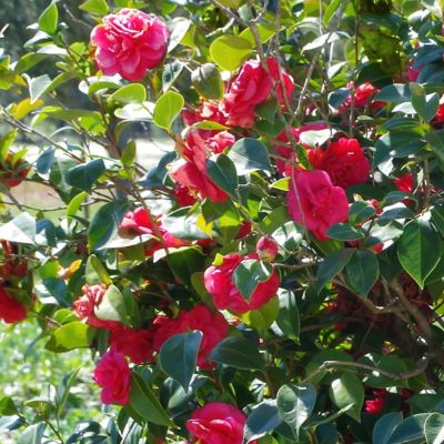 Image showing 5 th National Plant Network 3 gal. Camellia Professor Sergeant