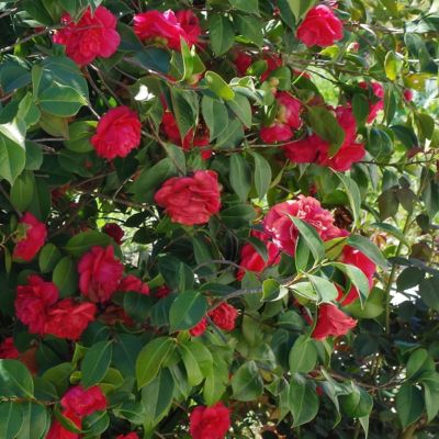 Image showing 6 th National Plant Network 3 gal. Camellia Professor Sergeant