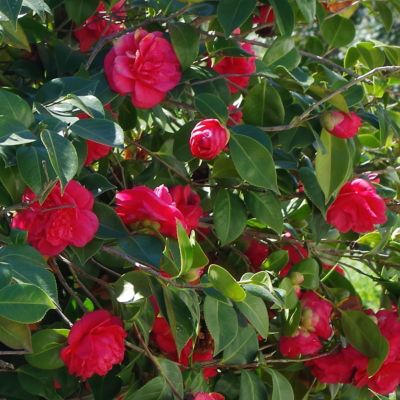 Image showing 7 th National Plant Network 3 gal. Camellia Professor Sergeant