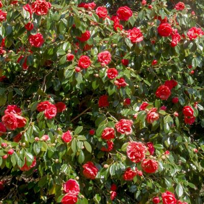 Image showing 8 th National Plant Network 3 gal. Camellia Professor Sergeant