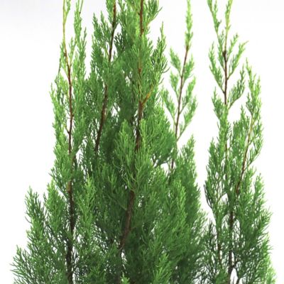 Image showing  3 gal. Juniper Brodie