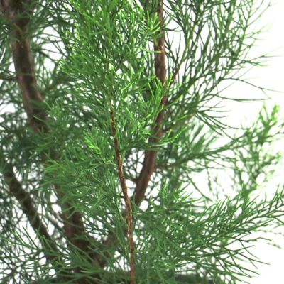 Image showing  3 gal. Juniper Brodie