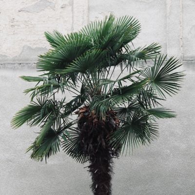 National Plant Network 3 gal. Windmill Palm