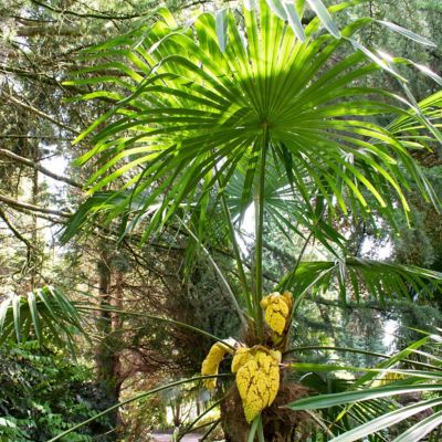 Image showing  3 gal. Windmill Palm