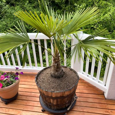 Image showing  3 gal. Windmill Palm