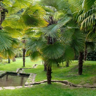 Image showing  3 gal. Windmill Palm