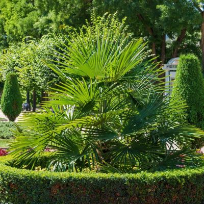 Image showing  3 gal. Windmill Palm