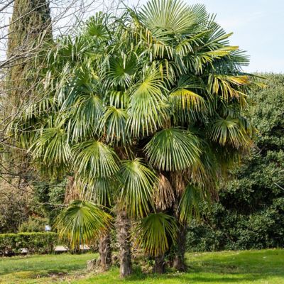 Image showing 5 th National Plant Network 3 gal. Windmill Palm