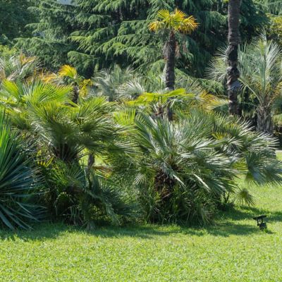 Image showing 6 th National Plant Network 3 gal. Windmill Palm