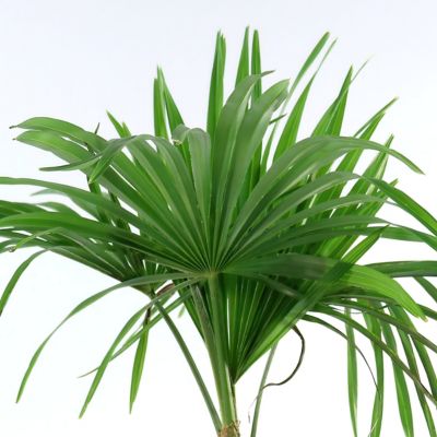 Image showing 7 th National Plant Network 3 gal. Windmill Palm
