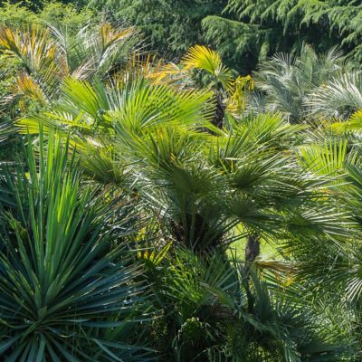 Image showing 8 th National Plant Network 3 gal. Windmill Palm