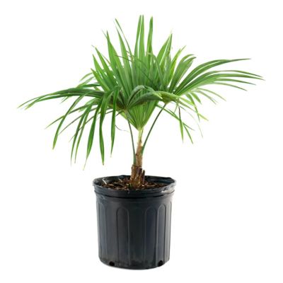 Image showing 9 th National Plant Network 3 gal. Windmill Palm