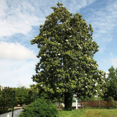 Image showing  2 gal. Magnolia Moonglow