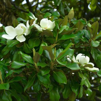 Image showing  2 gal. Magnolia Moonglow