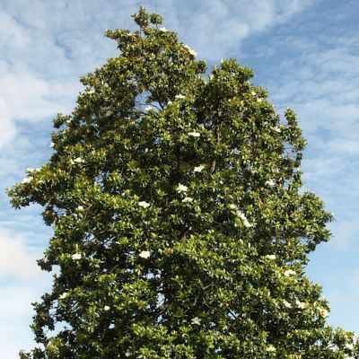 Image showing  2 gal. Magnolia Moonglow