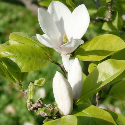 Image showing  2 gal. Magnolia Moonglow