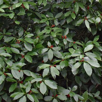 Image showing  3 gal. Aucuba Green