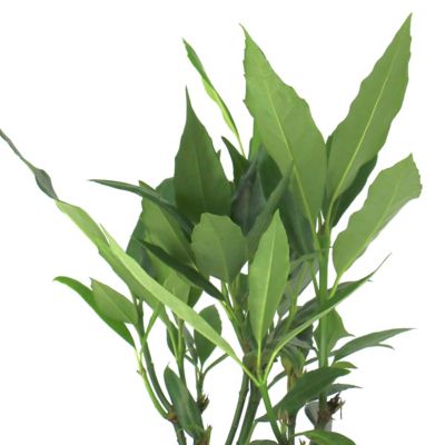 Image showing  3 gal. Aucuba Green