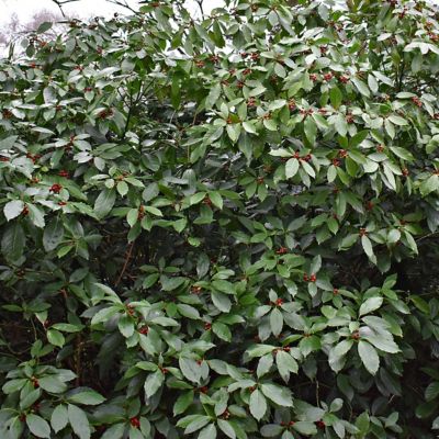 Image showing  3 gal. Aucuba Green