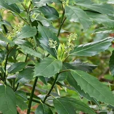 Image showing 5 th National Plant Network 3 gal. Aucuba Green